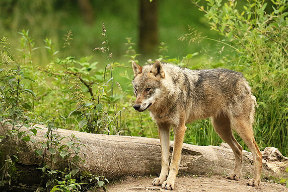 Grey wolves - Parc animalier de Ste Croix