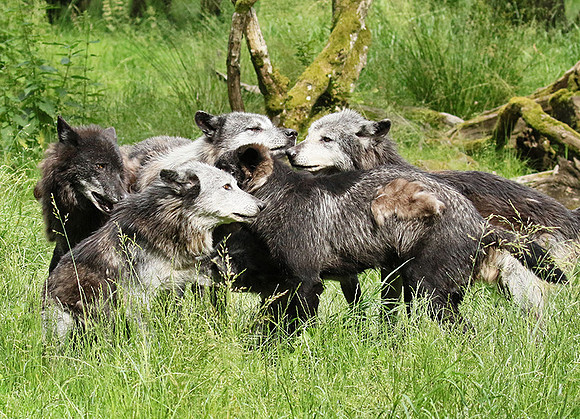 Black wolves - Parc animalier de Ste Croix