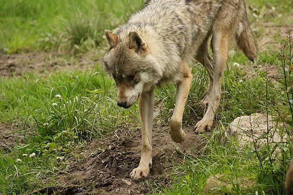 Grey wolves - Parc animalier de Ste Croix