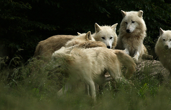 White wolves - parc animalier de Ste Croix
