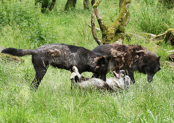 Black wolves - Parc animalier de Ste Croix