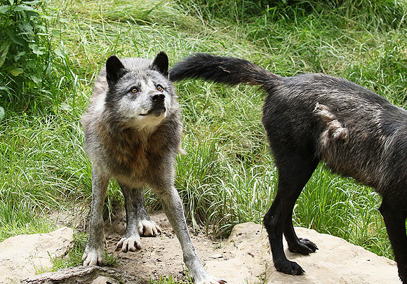 Black wolves - Parc animalier de Ste Croix