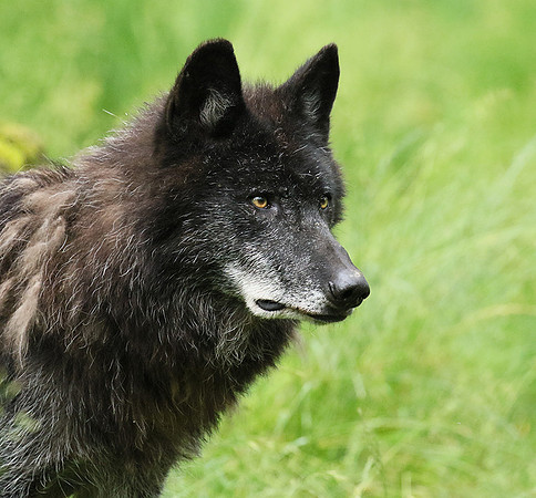 Black wolves - Parc animalier de Ste Croix