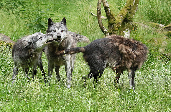 Black wolves - Parc animalier de Ste Croix