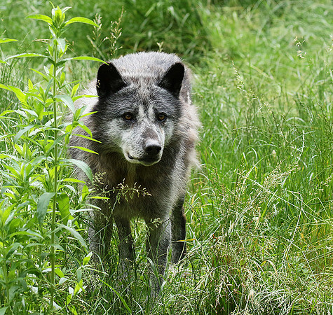Black wolves - Parc animalier de Ste Croix