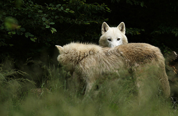 White wolves - parc animalier de Ste Croix