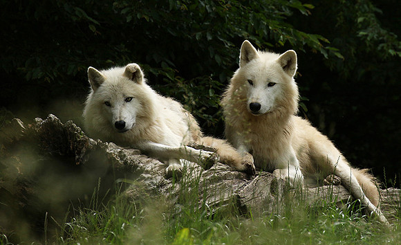 White wolves - parc animalier de Ste Croix