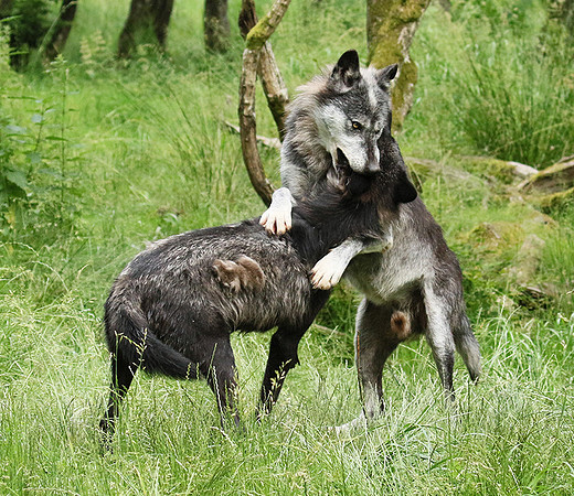 Black wolves - Parc animalier de Ste Croix