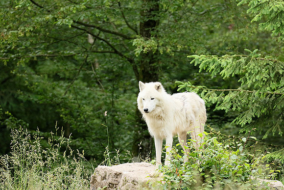 White wolves - Parc animalier de Ste Croix