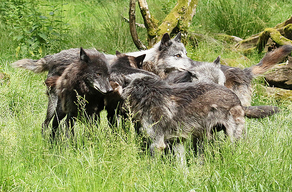 Black wolves - Parc animalier de Ste Croix