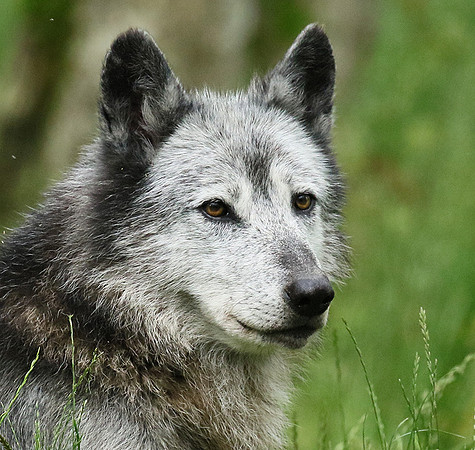 Black wolves - Parc animalier de Ste Croix