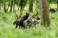 Wolves