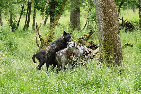 Black wolves - Parc animalier de Ste Croix