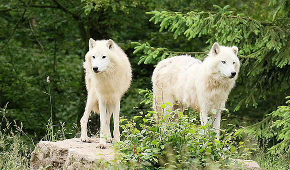 White wolves - Parc animalier de Ste Croix
