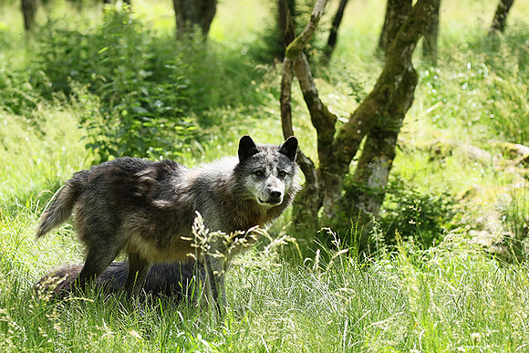 Black wolves - Parc animalier de Ste Croix