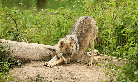 Grey wolves - Parc animalier de Ste Croix