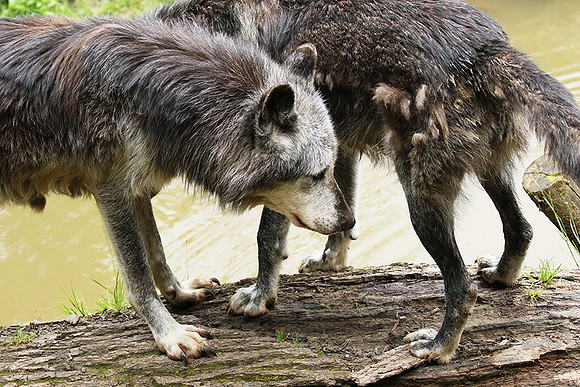 Black wolves - Parc animalier de Ste Croix