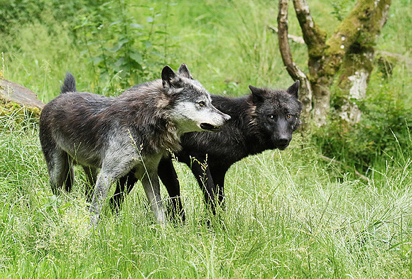Black wolves - Parc animalier de Ste Croix