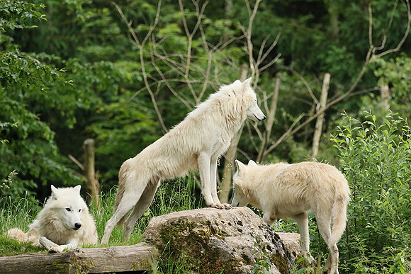 White wolves - Parc animalier de Ste Croix