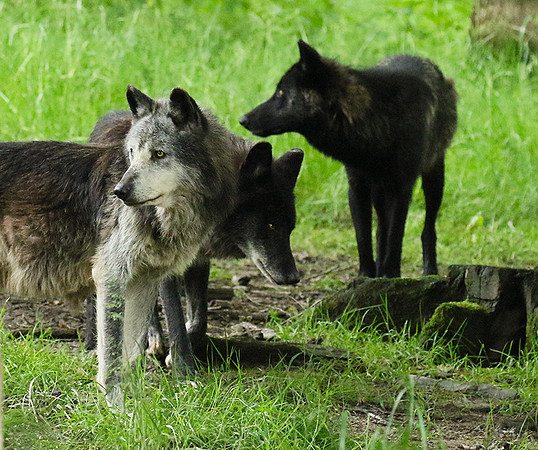 Black wolves - Parc animalier de Ste Croix