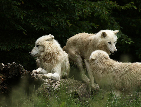 White wolves - parc animalier de Ste Croix