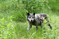 Black wolves - Parc animalier de Ste Croix