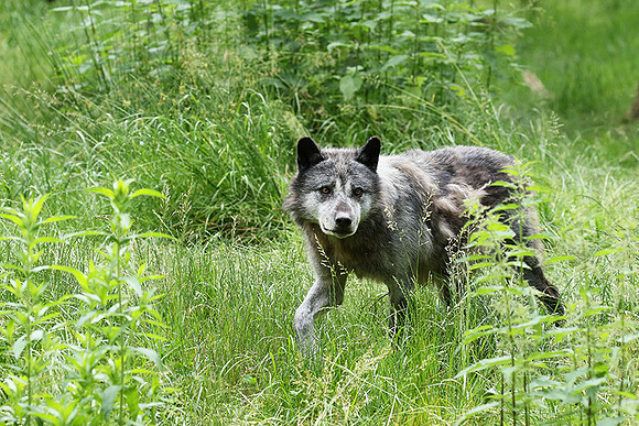 Black wolves - Parc animalier de Ste Croix