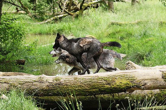 Black wolves - Parc animalier de Ste Croix