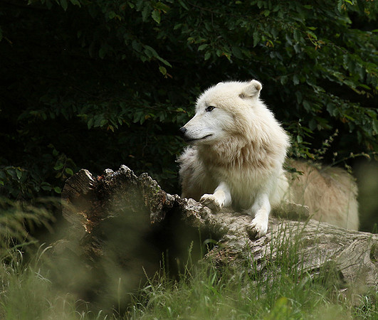 White wolf - parc animalier de Ste Croix