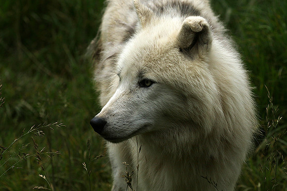 White wolves - Parc animalier de Ste Croix
