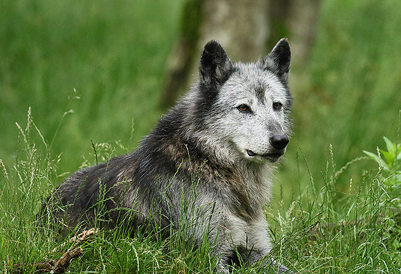 Black wolves - Parc animalier de Ste Croix