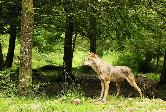 Grey wolves - Parc animalier de Ste Croix