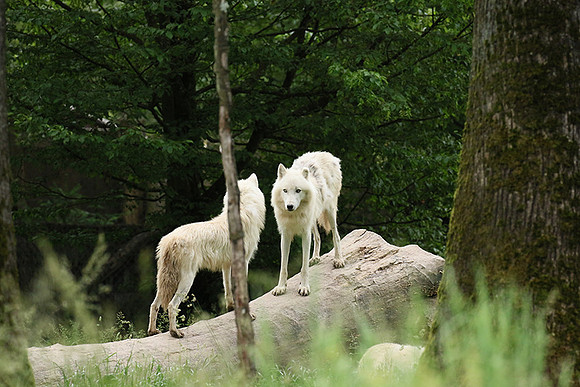 White wolves - Parc animalier de Ste Croix