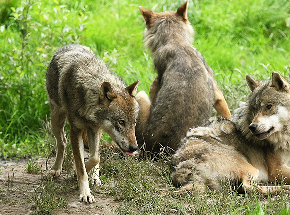 Grey wolves - Parc animalier de Ste Croix