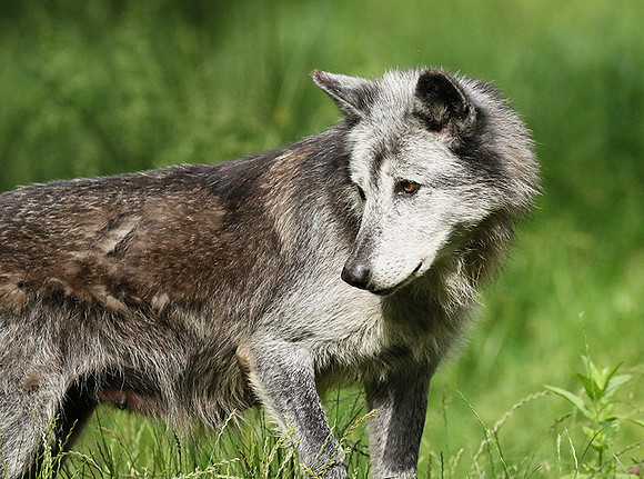 Black wolves - Parc animalier de Ste Croix