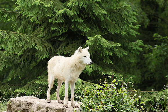 White wolves - Parc animalier de Ste Croix