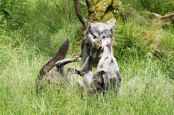 Black wolves - Parc animalier de Ste Croix