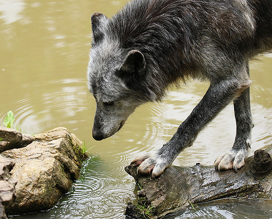 Black wolves - Parc animalier de Ste Croix