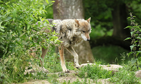 Grey wolves - Parc animalier de Ste Croix