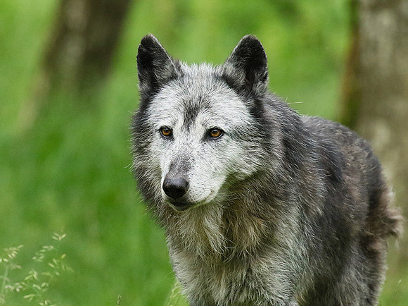 Black wolves - Parc animalier de Ste Croix