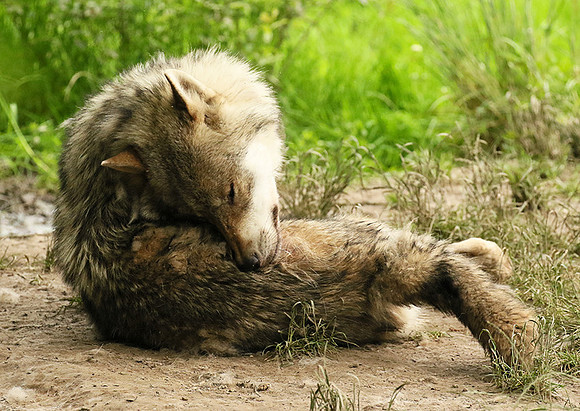 Grey wolves - Parc animalier de Ste Croix
