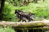 Black wolves - Parc animalier de Ste Croix