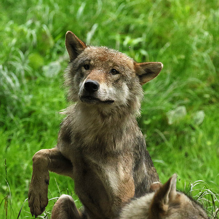 Grey wolves - Parc animalier de Ste Croix