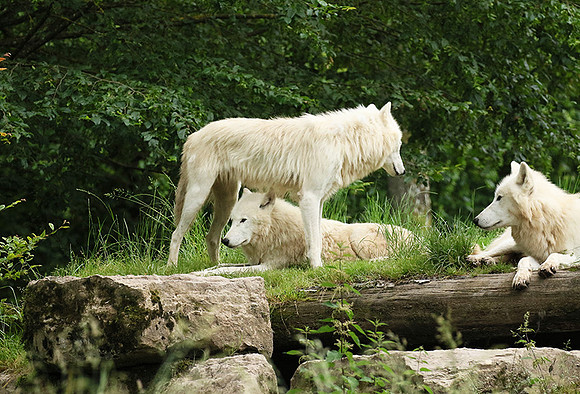 White wolves - Parc animalier de Ste Croix