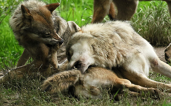 Grey wolves - Parc animalier de Ste Croix