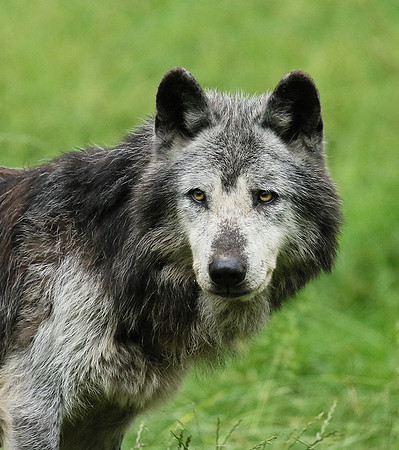 Black wolves - Parc animalier de Ste Croix