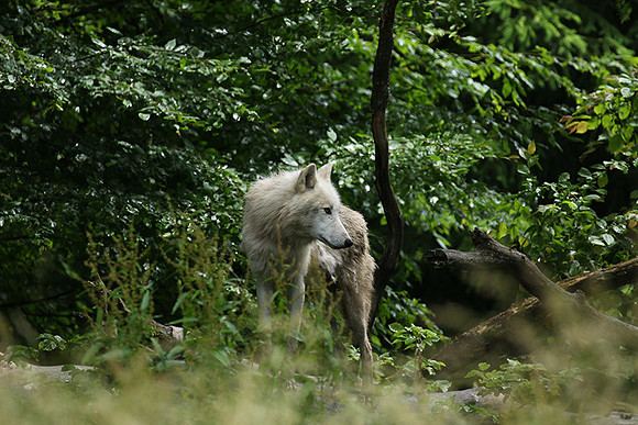 White wolves - Parc animalier de Ste Croix