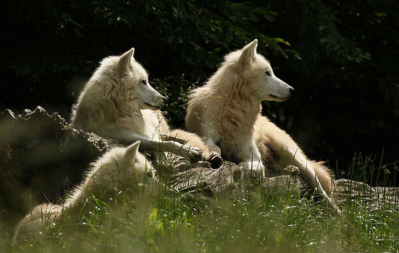 White wolves - parc animalier de Ste Croix