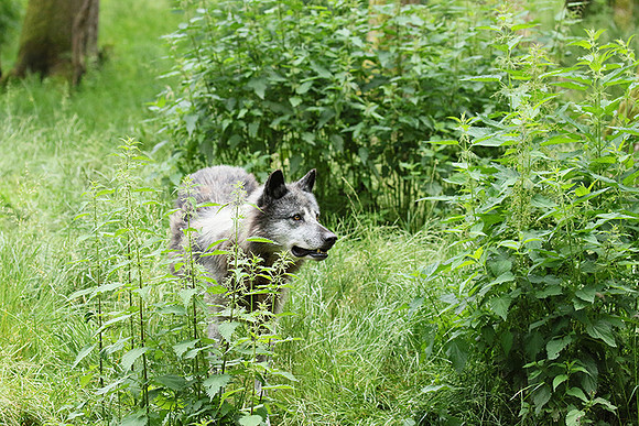 Black wolves - Parc animalier de Ste Croix