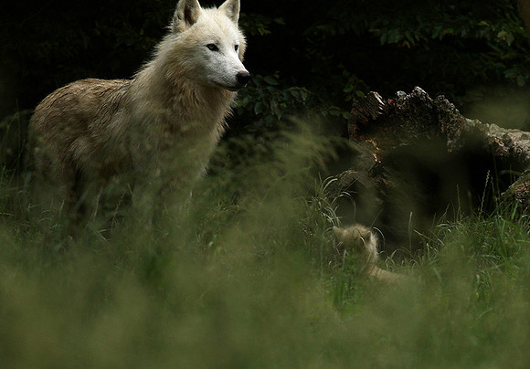White wolves - parc animalier de Ste Croix